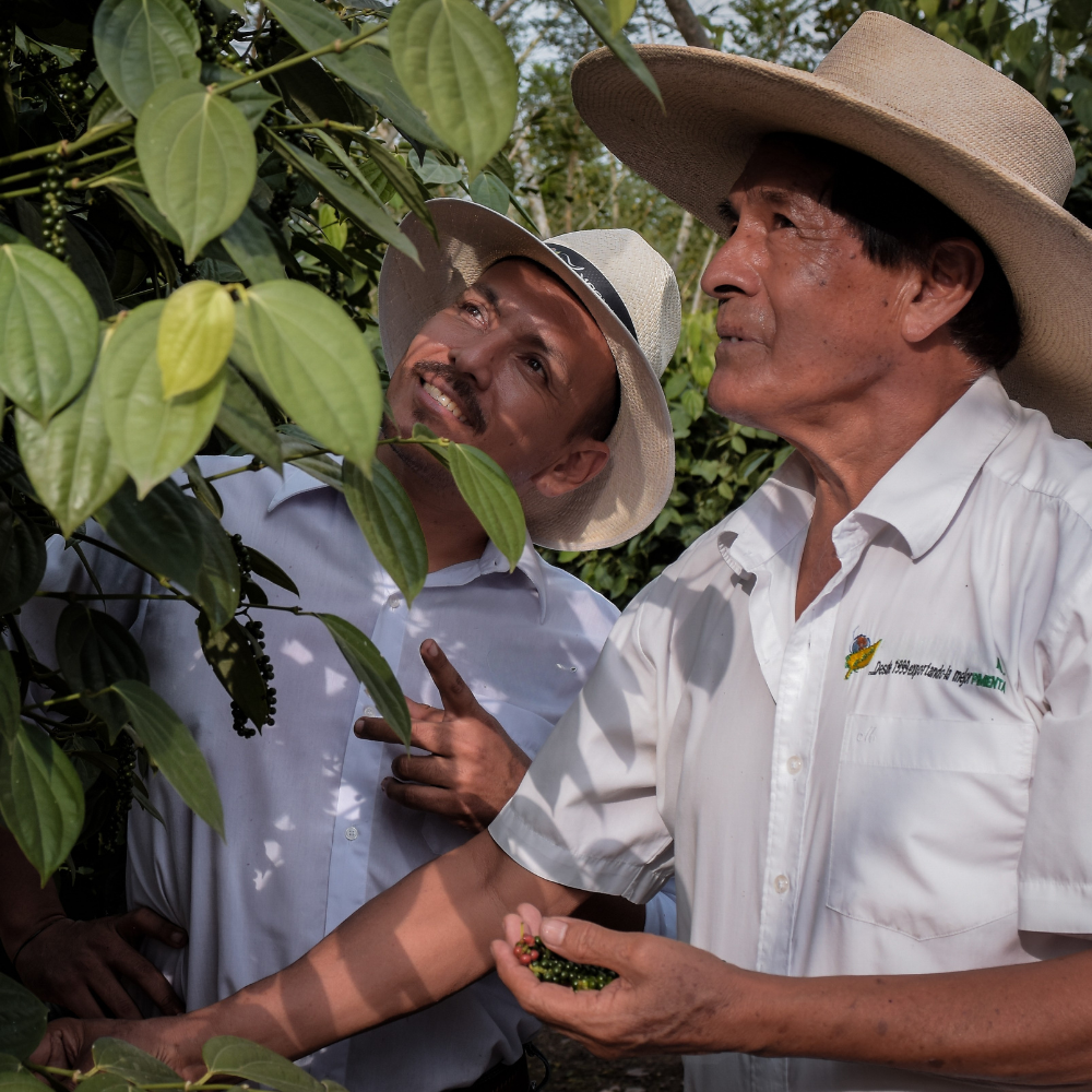 Yupanqui Family Terroir with David Yupanqui and his father observing black pepper plants in Ecuador
