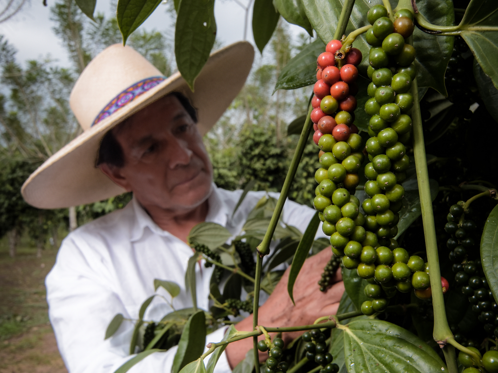David Yupanqui Sr. examining Piper nigrum peppercorn fruits on the vine