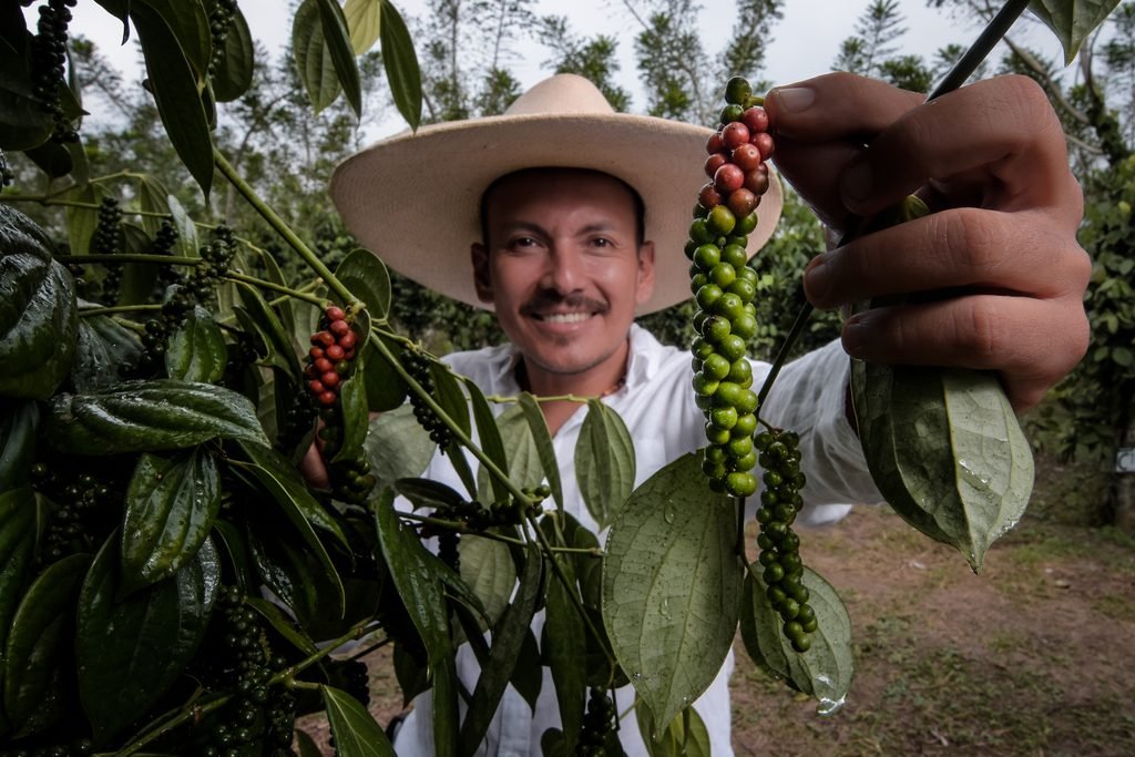David Yupanqui examining ripening Piper nigrum peppercorn fruits on the vine