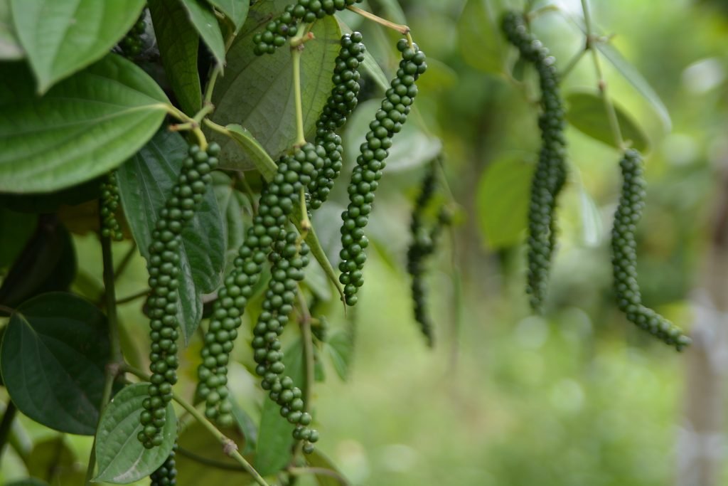 Piper nigrum vine with green peppercorn fruits growing along slender spikes