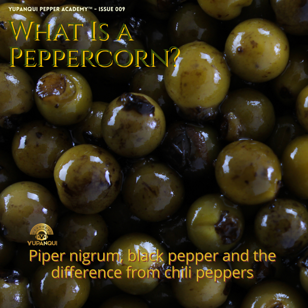 what is a peppercorn | Fresh green Piper nigrum berries shown before their transformation into culinary peppercorns.