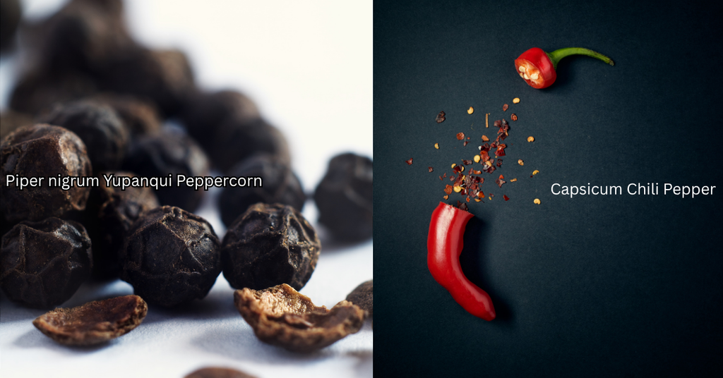 Yupanqui Piper nigrum peppercorns compared with a Capsicum chili pepper