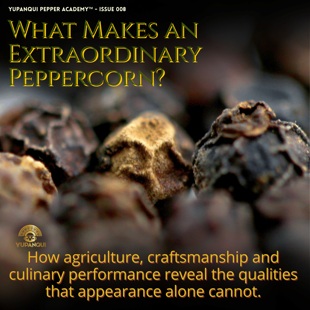 What makes an extraordinary peppercorn | Macro view of black Piper nigrum peppercorns illustrating differences in peppercorn quality.