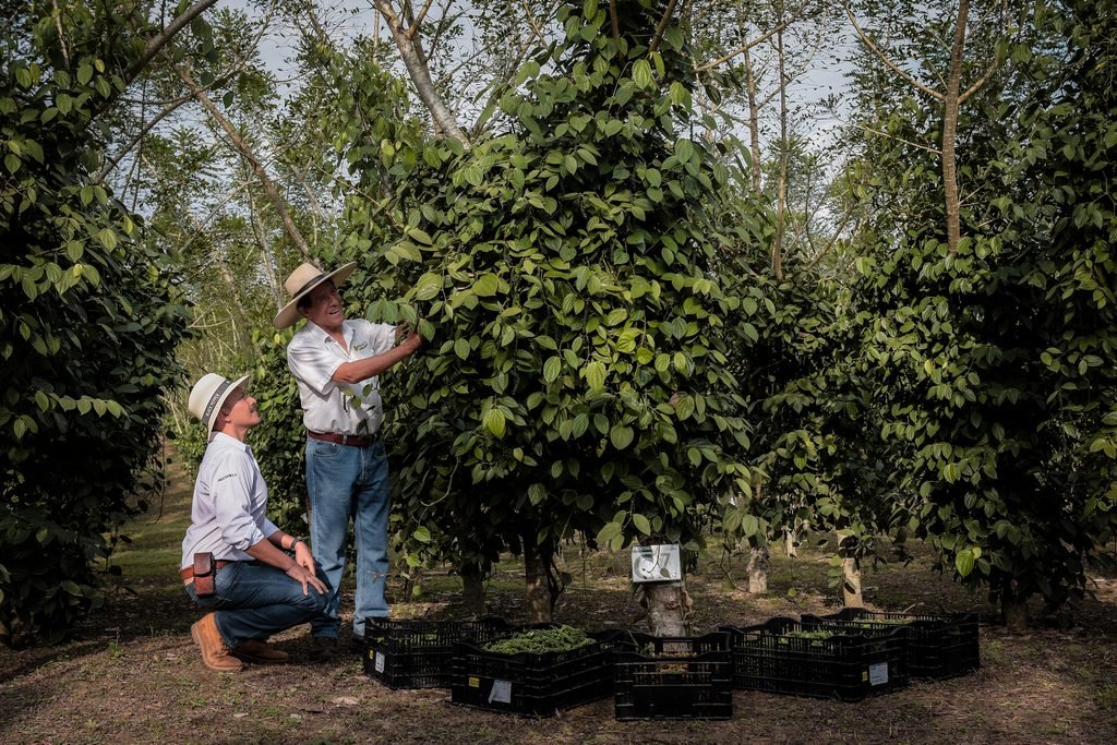 Two generations of the Yupanqui family examining Piper nigrum peppercorn vines